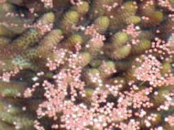 サンゴの産卵。当分野は、幼生の分散・加入に関する研究や、生活史初期の共生や環境応適応過程に関する研究を行っている。