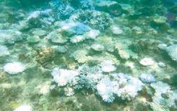 瀬底島サンゴ礁におけるサンゴの白化（2016）。