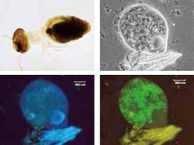 （左上）透明化したタカサゴシロアリとその腸。（右上）シロアリ腸内の微生物（繊毛虫）と材片。（左下）DAPI染色像（核が青く光っている）。（右下）蛍光像（繊毛虫の細胞内に共生しているメタン生成菌が緑色に光っている）。