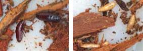 Left: Wood-feeding cockroach, Cryptocercus punctulatus Right: Juveniles of C. punctulatus, which resemble termites