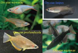 Oryzias in the tropics are very diverse and showy