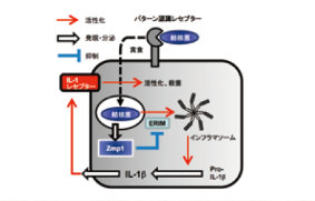図１：結核菌が分泌する病原因子Zmp1による感染防御免疫抑制の模式図。Zmp1が感染マクロファージのERIMに結合し、その結果、NLRP3インフラマソーム活性化によるpro-IL-1bの切断とIL-1b産生、それに引き続く殺菌活性増強を抑制する。