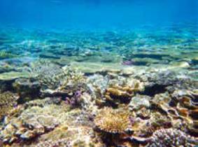 沖縄近海の豊かなサンゴ礁。サンゴ礁生態系の形成・維持とサンゴの環境適応にはサンゴ内外に棲息するバクテリアの働きが重要であると考えられる。