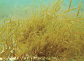 養殖網に生えたモズク. 海藻の形態形成や生長には海藻に付随する微生物が重要な役割を果たすことが近年明らかとなってきた。