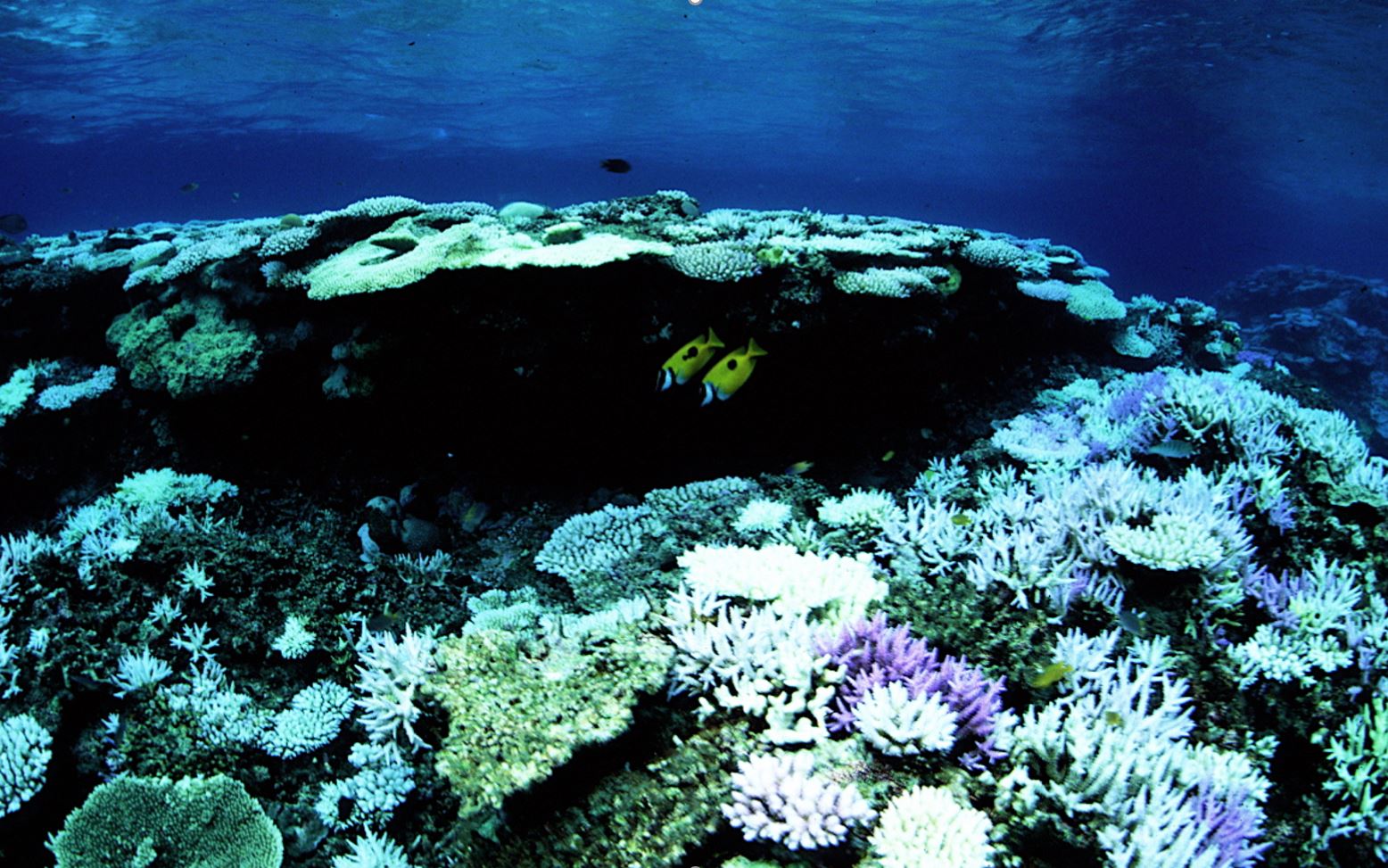 Coral Reef Physiology Group Tropical Biosphere Research Center