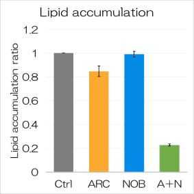 Figure 2　Arctigenin (ARC) and nobiletin (NOB) work synergistically to inhibit fat accumulation.